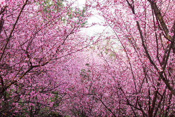 桃花林