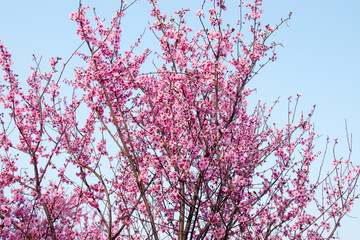 桃花枝