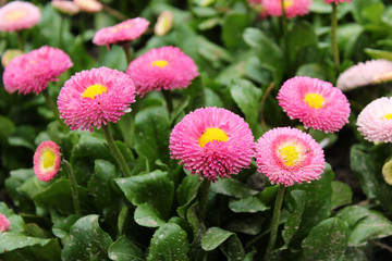 雛菊