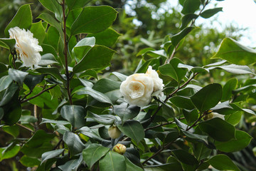 山茶花