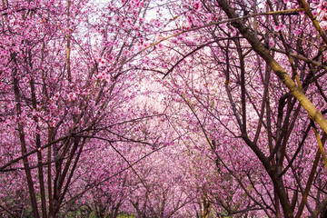 桃花林