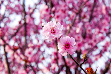 桃花