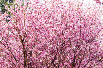 桃花林