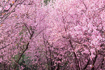 桃花林