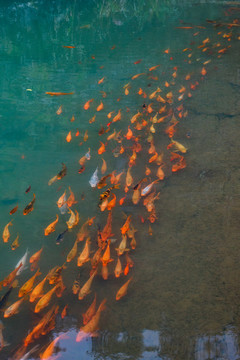 錦鯉