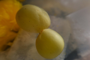 水晶葡萄
