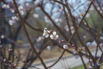 桃花