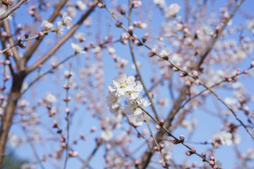桃花