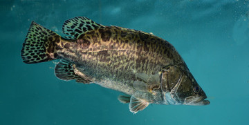 桂花魚