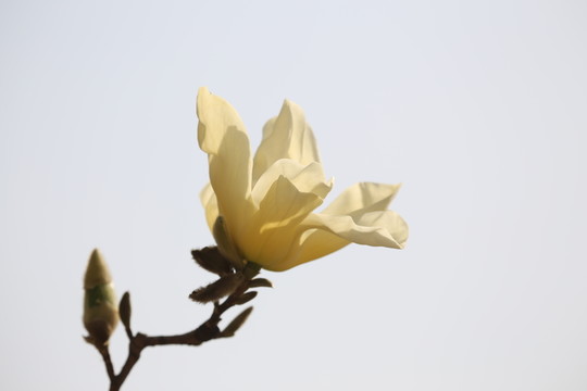 一朵玉蘭花