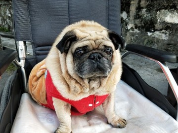 小狗