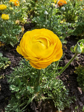 花毛茛