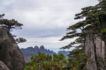 黃山松