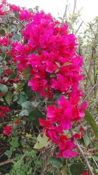 大紅花