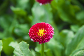 雛菊