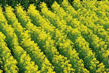 油菜花