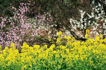 油菜花