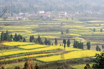 鄉(xiāng)村田園油菜花