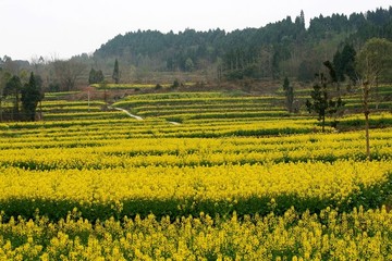 山鄉(xiāng)春色