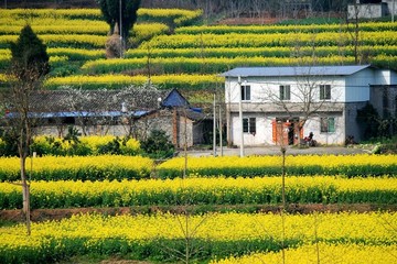 農(nóng)家春色