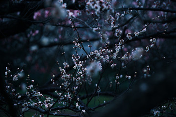 梅花