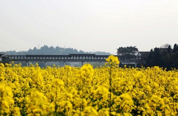 春天鄉(xiāng)村油菜花