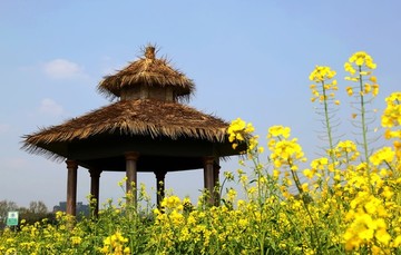 春天鄉(xiāng)村油菜花