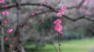 梅花開(kāi)放