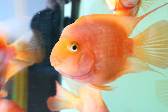 觀賞魚