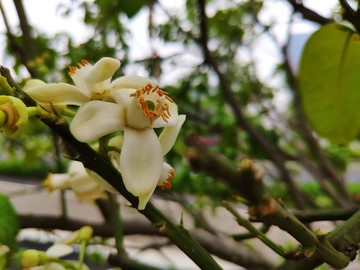 橘花