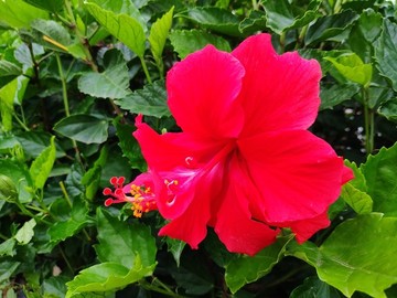 中國薔薇