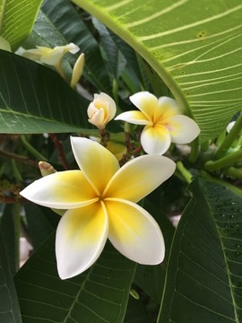緬梔花