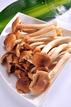 茶樹菇