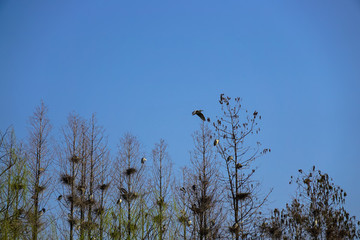 樹林鳥窩
