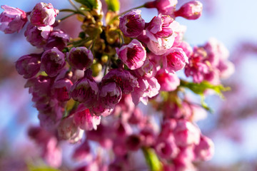 櫻花