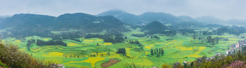 云南羅平油菜花