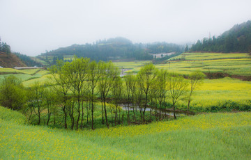 云南羅平油菜花