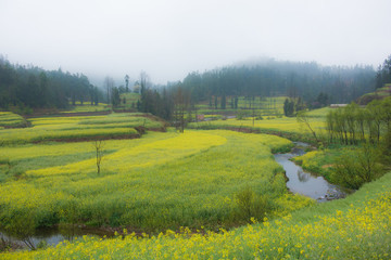 云南羅平油菜花