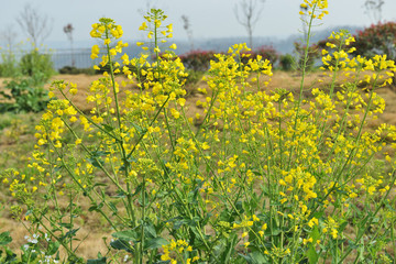 田園風(fēng)光