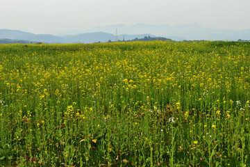油菜花