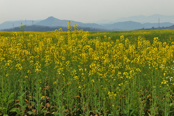 油菜花