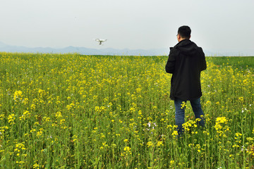 油菜花