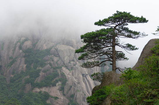 黃山松