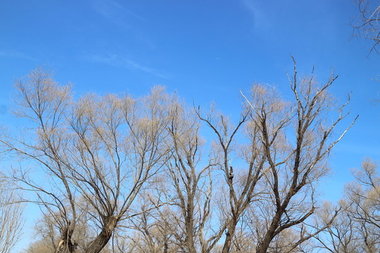 樹枝