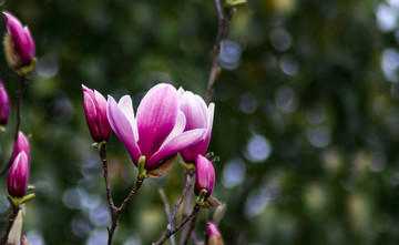 木蘭花