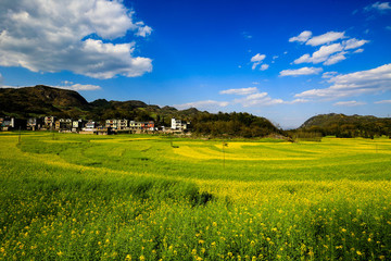 羅平螺絲田油菜花海