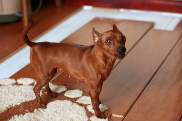鹿犬