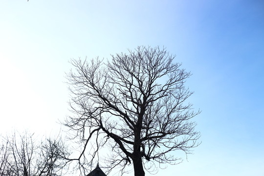 藍天樹冠