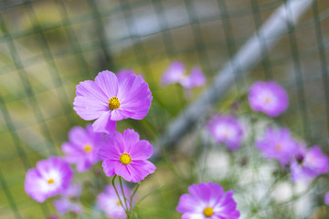 美麗新農(nóng)村格?；ê腿f壽菊花