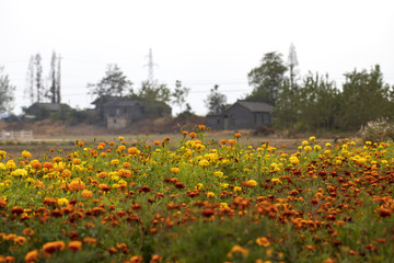 美麗新農(nóng)村格桑花和萬壽菊花田
